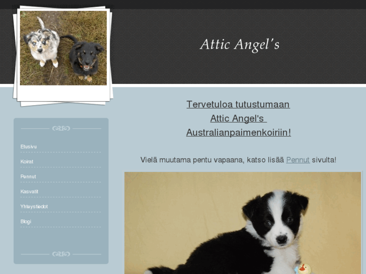 www.atticangels.net