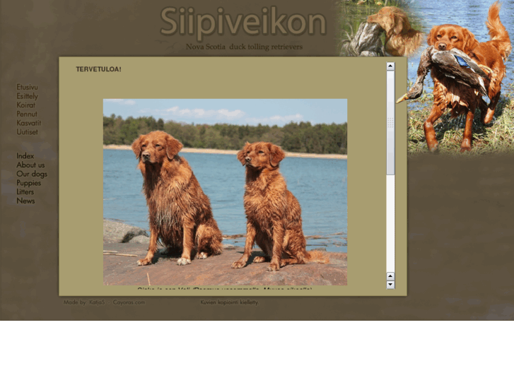 www.siipiveikon.net
