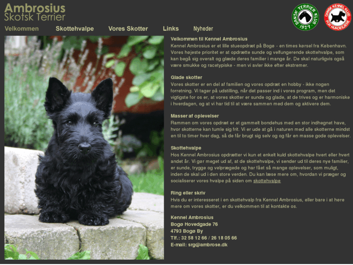 www.scottish-terrier.dk