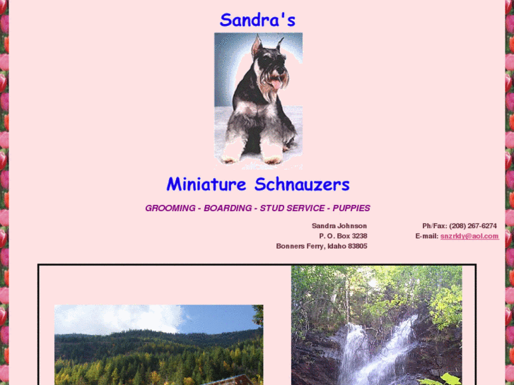 www.sandrasminiatureschnauzers.com