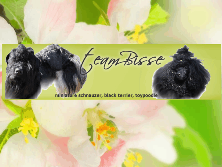 www.teambisse.net