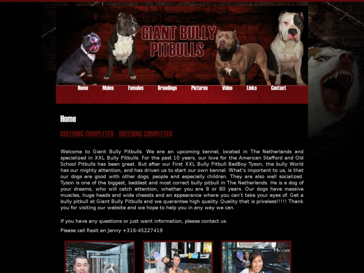 www.giantbullypitbulls.com