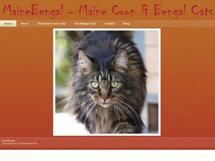 www.mainebengal.com