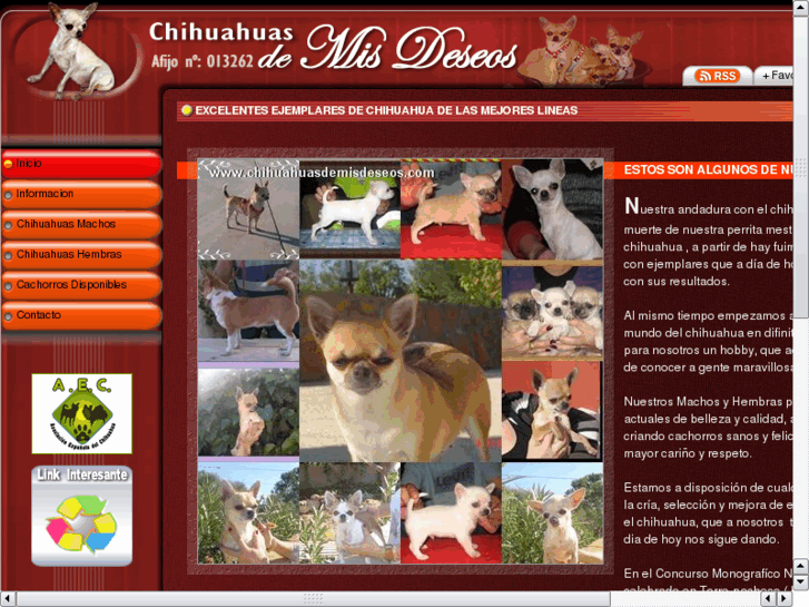 www.chihuahuasdemisdeseos.com