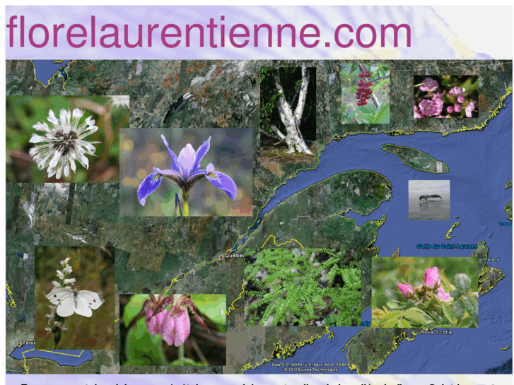 www.florelaurentienne.com