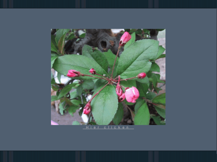 www.bonsai-lind.de