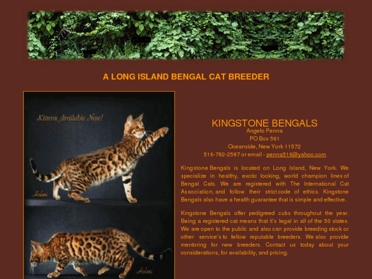 www.kingstonebengals.com