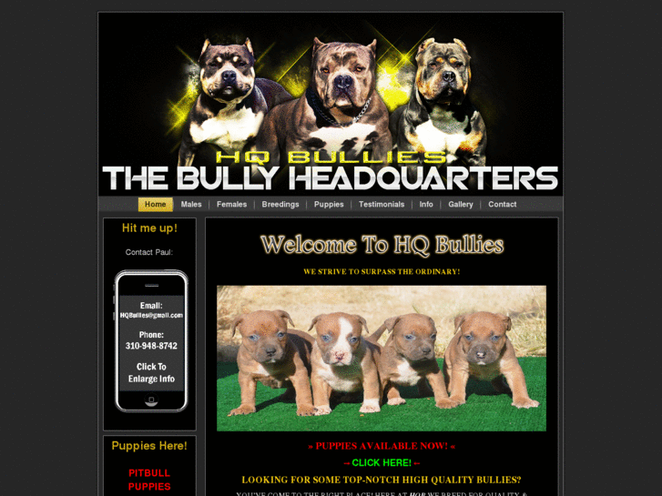 www.hqbullies.com