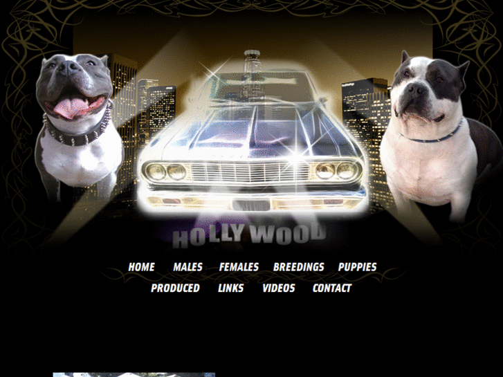 www.lopezbullykennel.com