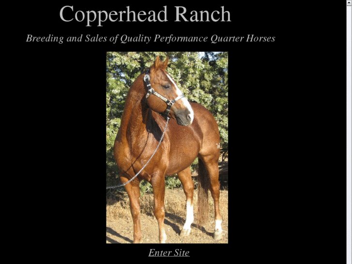 www.copperheadranchhorses.com