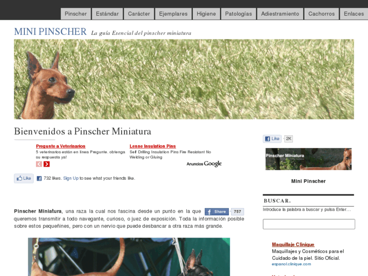 www.pinscher-miniatura.com