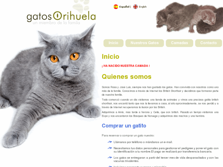 www.gatosorihuela.com