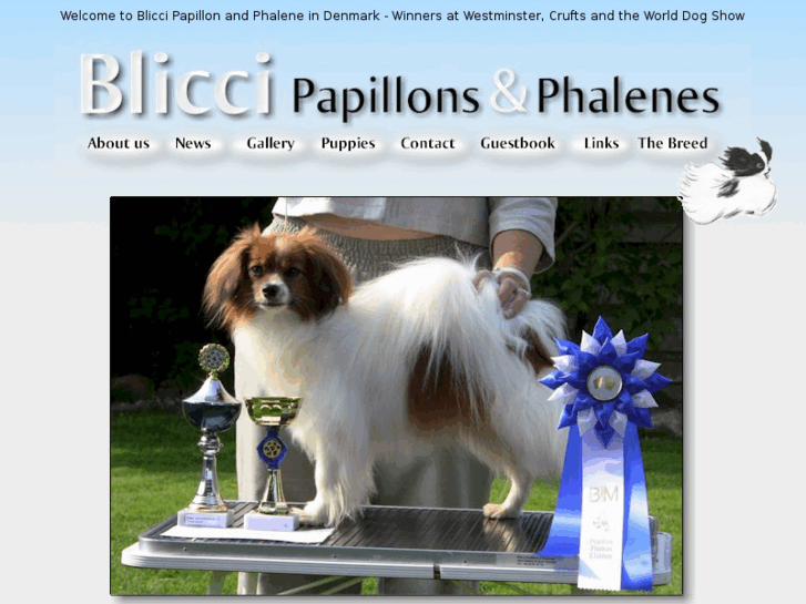 www.blicci.dk