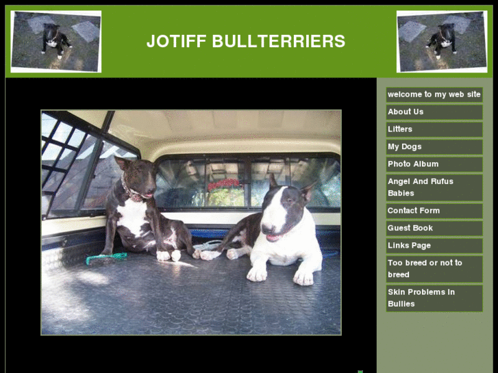 www.jotiffbullterriers.com