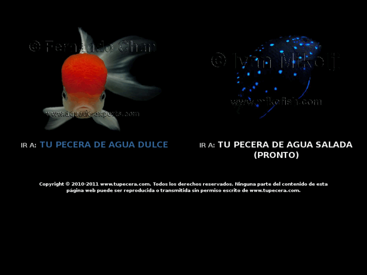 www.tupecera.com