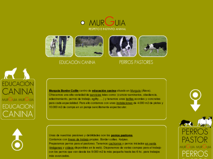 www.murguiabordercollie.com