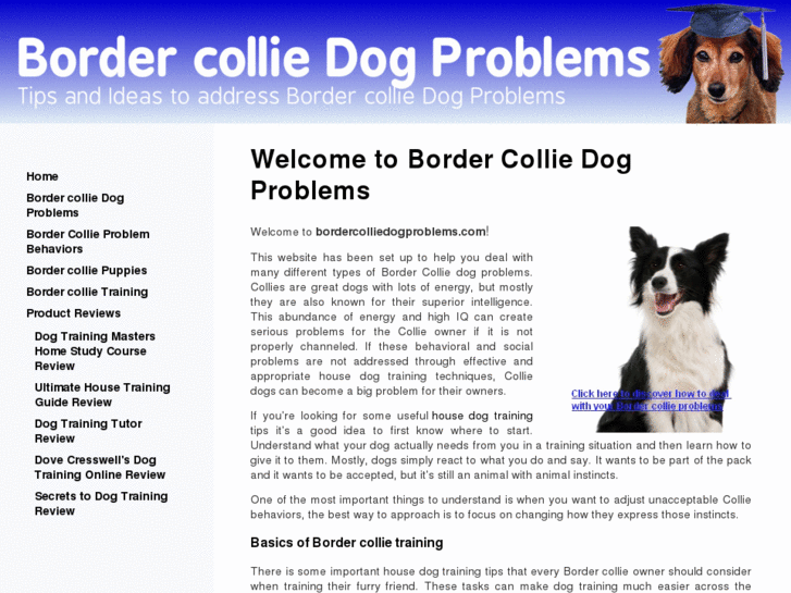www.bordercolliedogproblems.com