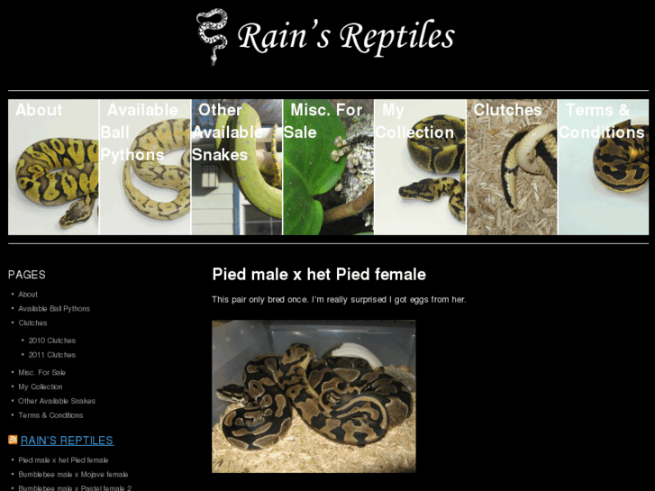 www.rainsreptiles.com