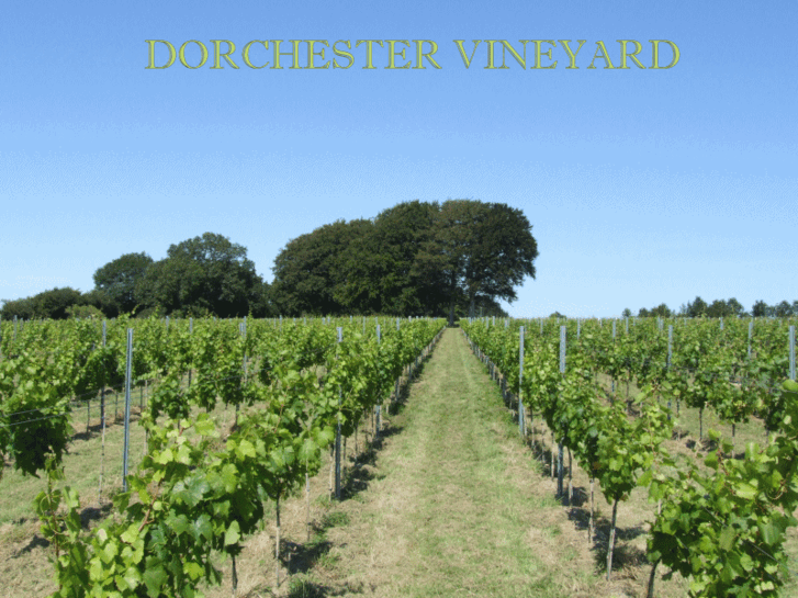 www.dorchestervineyard.com