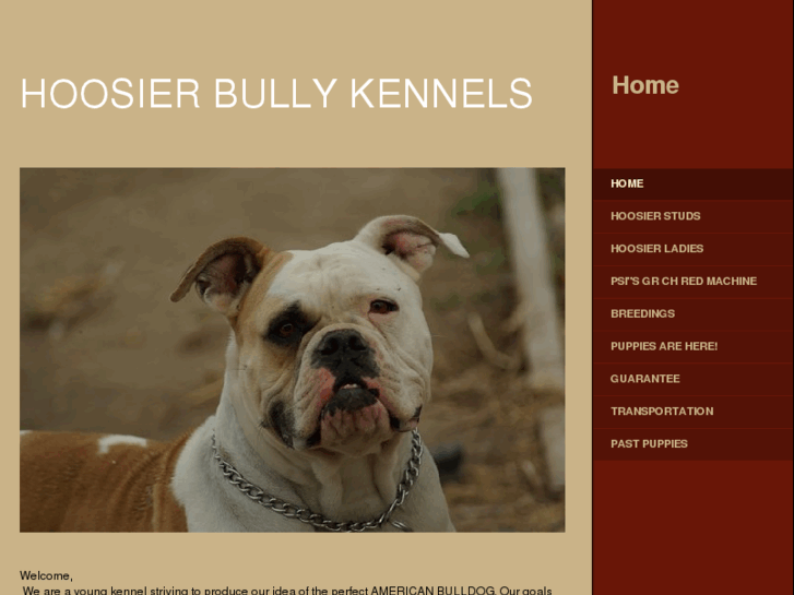 www.hoosierbullykennels.com