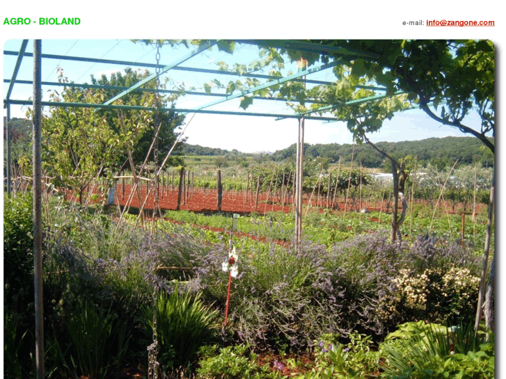 www.zangone.com