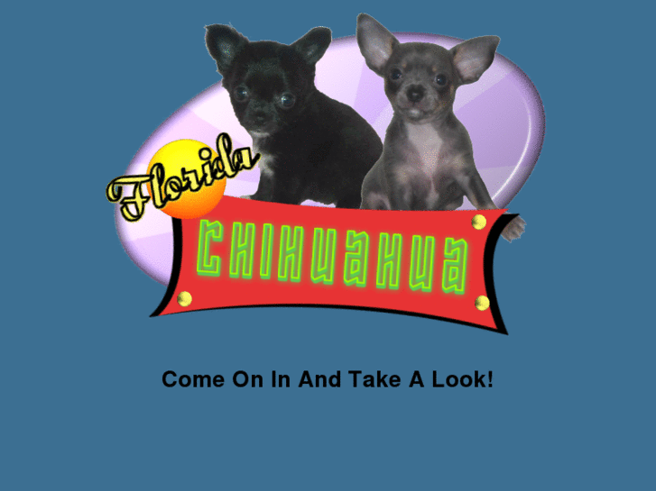 www.flchihuahua.com