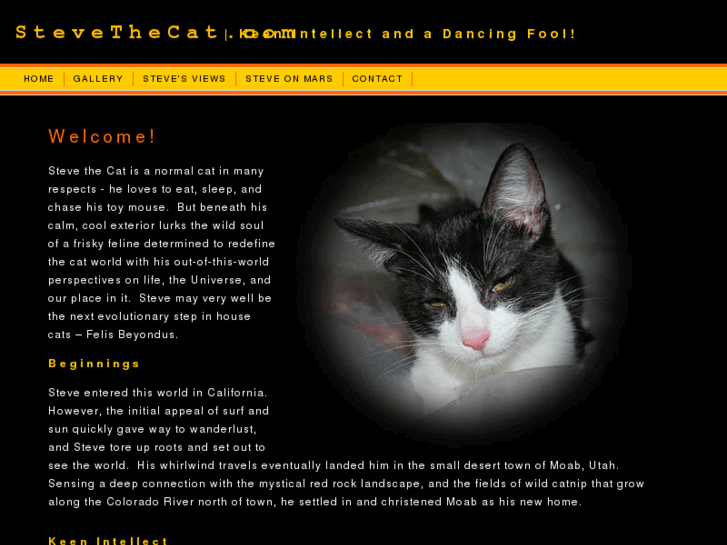 www.stevethecat.com