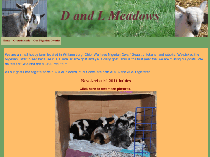 www.nigeriandwarfgoats.net