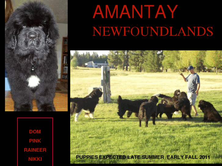 www.amantaynewfoundlands.com