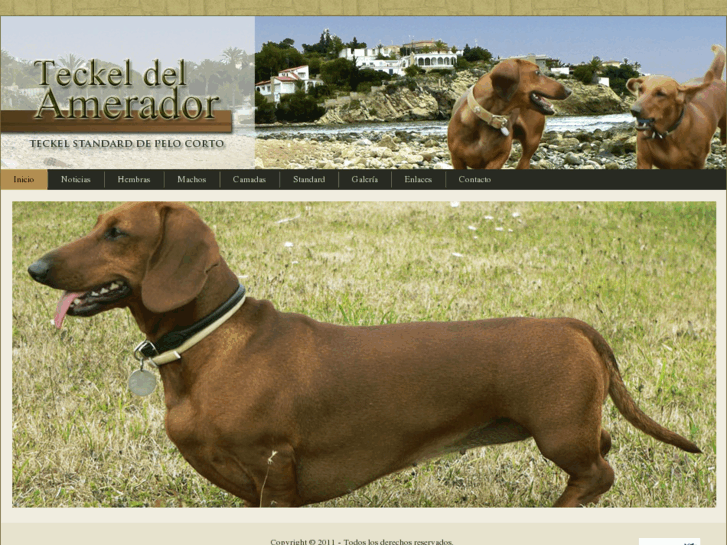 www.teckeldelamerador.com