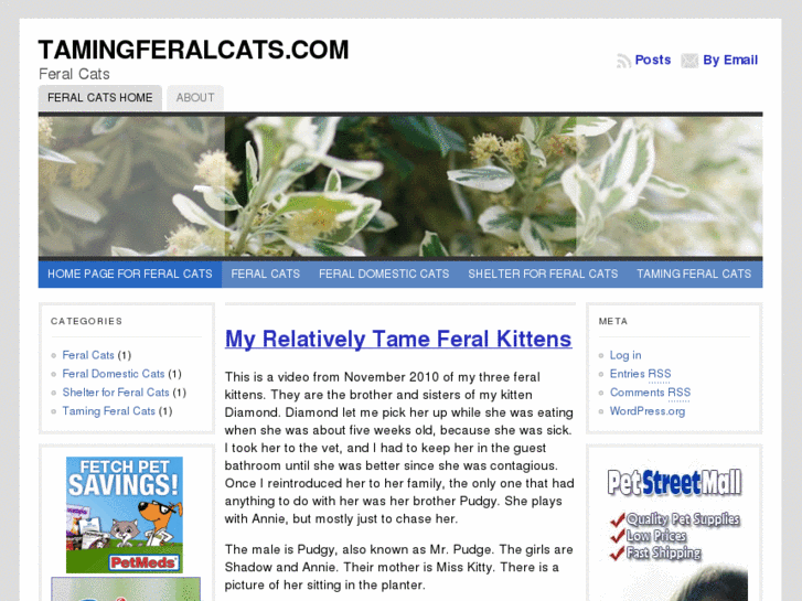 www.tamingferalcats.com
