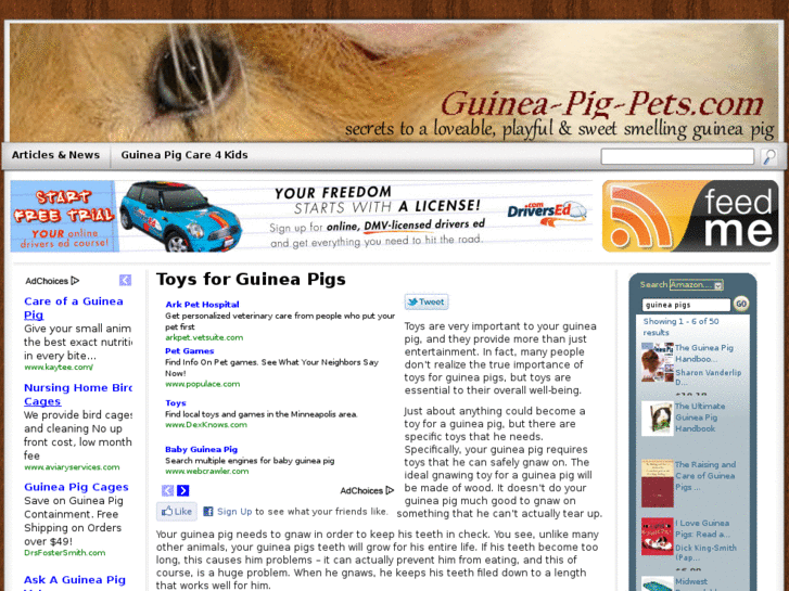 www.guinea-pig-pets.com