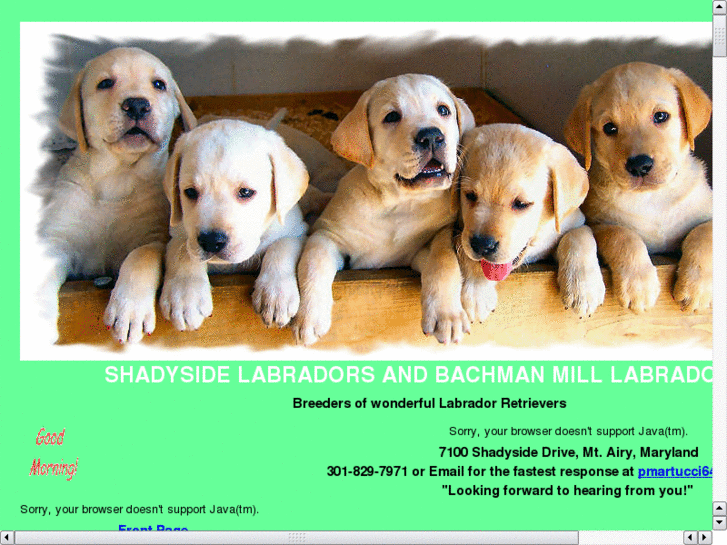 www.shadysidelabradors.com