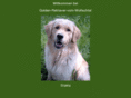 Golden-Retriever-vom-Wolfachtal.de