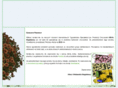 chryzantemy.com