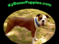 kyboxerpuppies.com