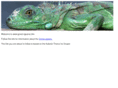 green-iguana.info