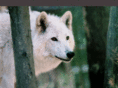 wolftown.org