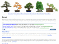 rainingbonsai.com