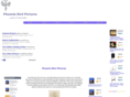 phoenixbirdpictures.com
