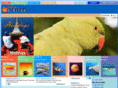 thisismaldives.com