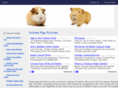 guineapigspictures.com