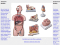 anatomie-modelle.com