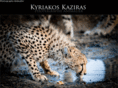 photographe-animalier.net