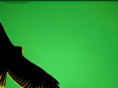 greenhawkpictures.com