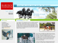 babcockhorsetrainingllc.com