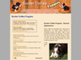border-collies-puppies.com