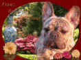 bulldoggen-kennel.com