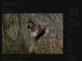middle-fork.org