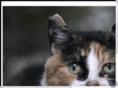 mankycat.com